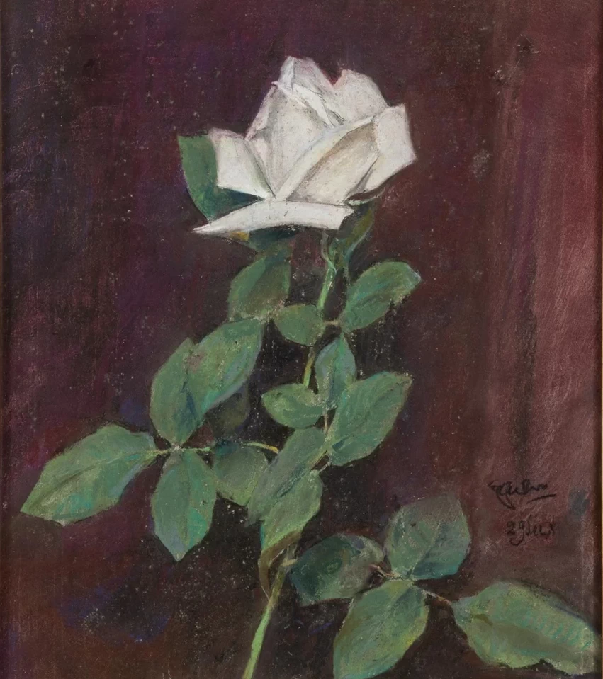 Una rosa bianca